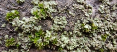 Physciaceae