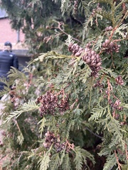 Thuja