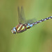 Migrant Hawker - Photo (c) Paul Cools, some rights reserved (CC BY-NC), uploaded by Paul Cools