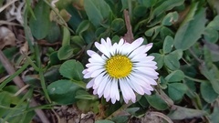 Bellis perennis