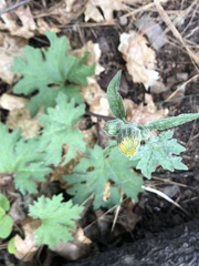 Cacaliopsis nardosmia