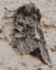 Egira variabilis