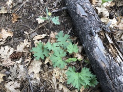 Cacaliopsis nardosmia