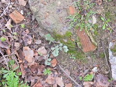 Pimpinella villosa