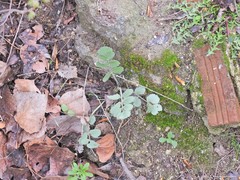 Pimpinella villosa
