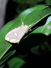 Euproctis quadrangularis