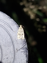 Autosticha calceata