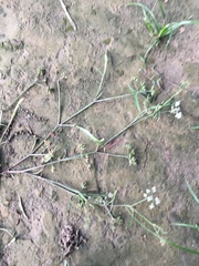 Limnosciadium pumilum