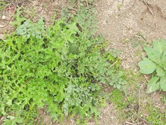 Pimpinella villosa