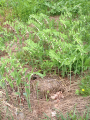 Polygonatum multiflorum
