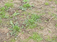 Pimpinella villosa