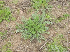 Pimpinella villosa