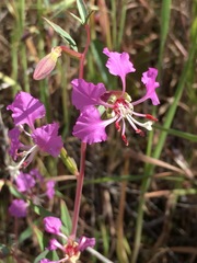 Clarkia tembloriensis