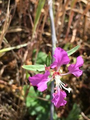Clarkia tembloriensis