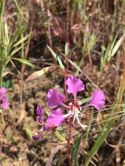 Clarkia tembloriensis