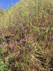 Clarkia tembloriensis