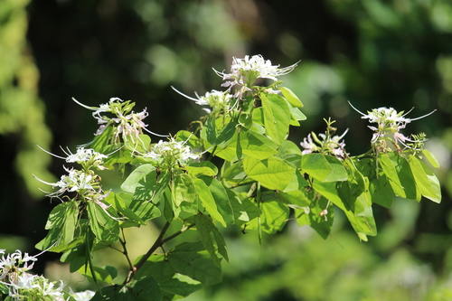 Bauhinia divaricata
