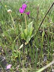 Primula poetica
