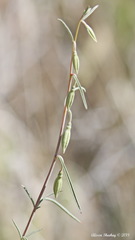 Clarkia xantiana
