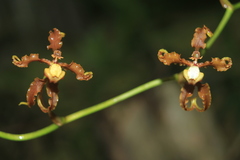 Cyrtochilum divaricatum