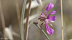 Clarkia xantiana