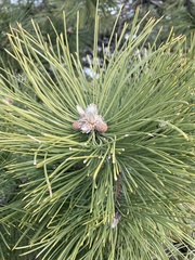 Pinus