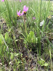 Primula poetica