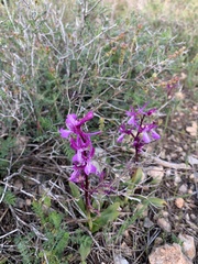 Orchis anatolica