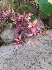 Iresine diffusa herbstii