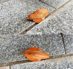 Gastropacha clathrata