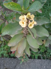 Euphorbia milii