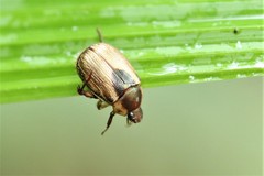 Mimela discoidea