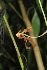 Cyrtochilum divaricatum