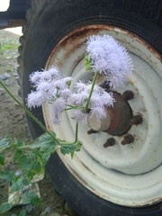 Ageratum houstonianum