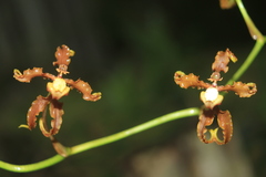 Cyrtochilum divaricatum
