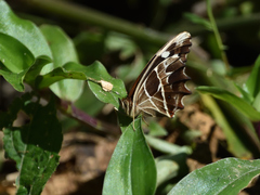 Oxeoschistus tauropolis tauropolis