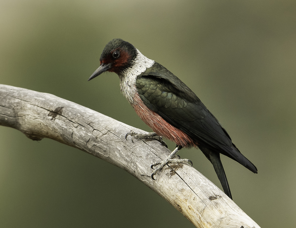Lewis's Woodpecker photo