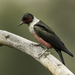 Lewis's Woodpecker - Photo (c) Ian Routley, some rights reserved (CC BY-NC), uploaded by Ian Routley