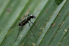 Cylindera versicolor