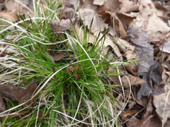 Carex pilulifera pilulifera