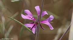 Clarkia xantiana