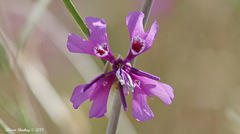 Clarkia xantiana