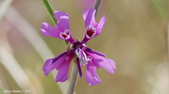 Clarkia xantiana