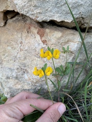 Lotus longisiliquosus