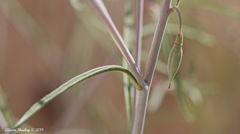 Clarkia xantiana