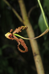 Cyrtochilum divaricatum