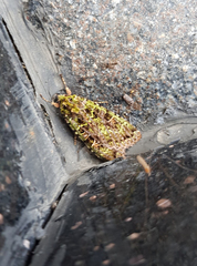 Anaplectoides virens