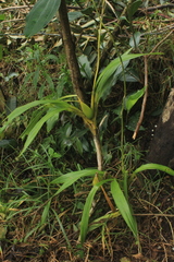 Cyrtochilum divaricatum