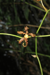 Cyrtochilum divaricatum