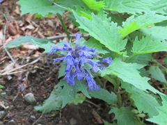 Ajuga incisa
